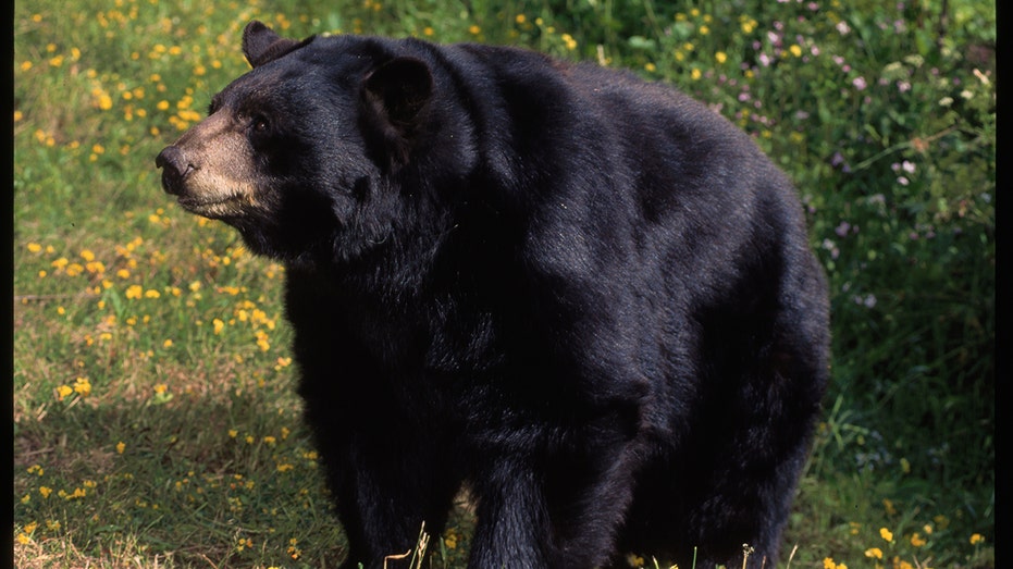 California woman was harassed by aggressive black bear she named ‘Big B—ard’ before fatal mauling in home