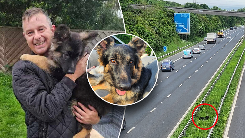 Missing dog rescued after spending 18 hours stranded in the middle of the highway: Owner was ‘panicked’