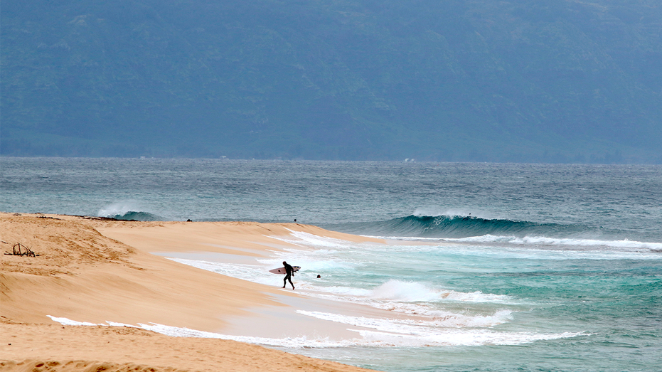Hawaii lifeguard killed in shark attack after surfing: 'A tragic loss'