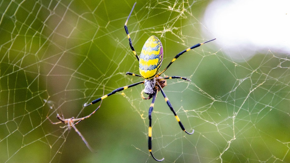 Giant Joro ‘flying’ spider continues march northward with Massachusetts sighting