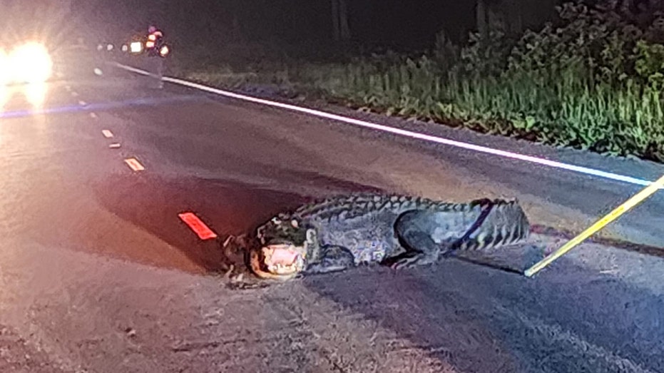 Giant alligator lunging at cars in NC road shooed away after firefighters take clever approach thumbnail