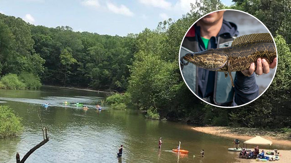 Rare snake-like fish that breathes air caught in Missouri for fourth time: ‘Aggressive predators’