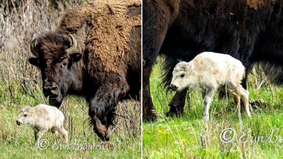 Montana photographer captures ‘mind-blowing’ images of rare white bison reportedly born at Yellowstone