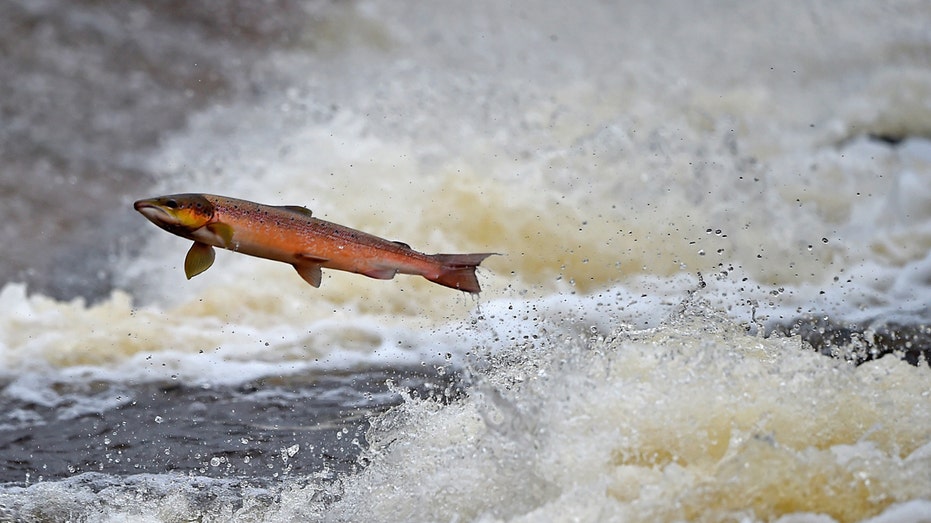 Michigan kills 31,000 salmon after they contracted disease at hatchery