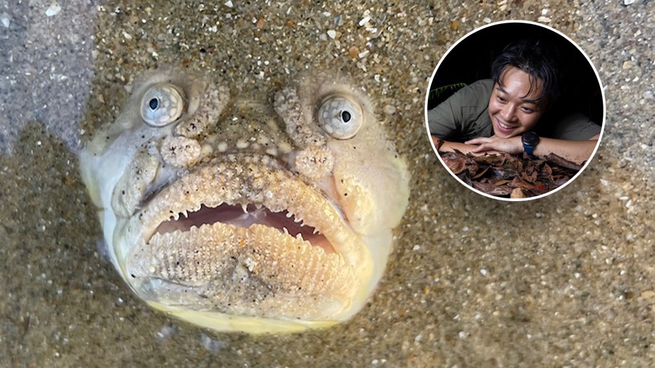Elusive and ‘hideous’ fish stuns viewers after Instagram post goes viral: ‘New fear unlocked’
