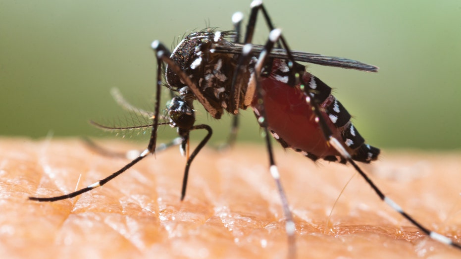 What is EEE, the mosquito-borne disease that killed a New Hampshire man?