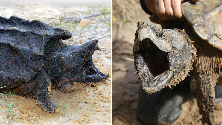 Prehistoric-looking alligator snapping turtles to be reintroduced into Kansas waters