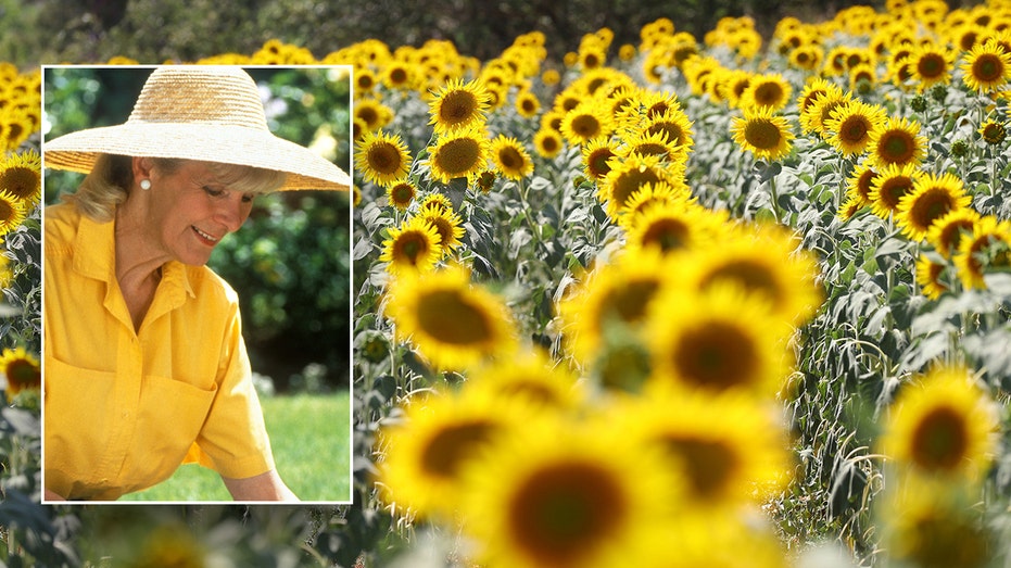 Popular flowers and their meanings: How to send a message with a floral gift