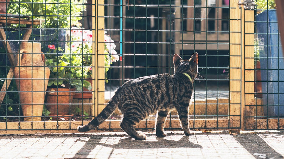 Everything you need to build your cat a catio this year