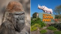 A zoo announced the passing of one of the oldest gorillas around.
