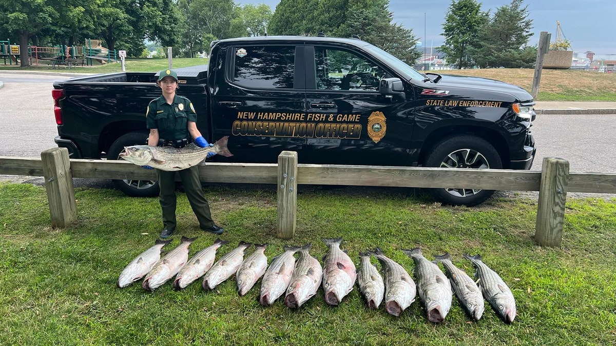 14 oversized striped bass illegally caught and kept in NH