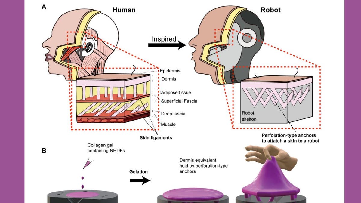 Scientists create creepy lifelike faces with real human skin for robots