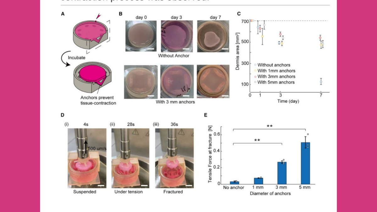 Scientists create terrifying life-like faces for robots with real human skin