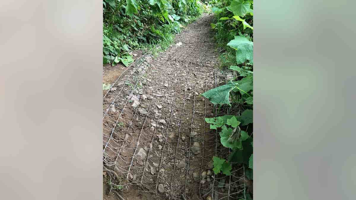 saddle mountain or dog rescue