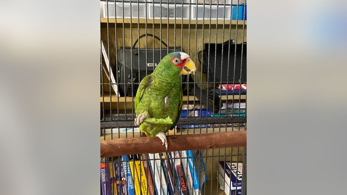 potty parrot