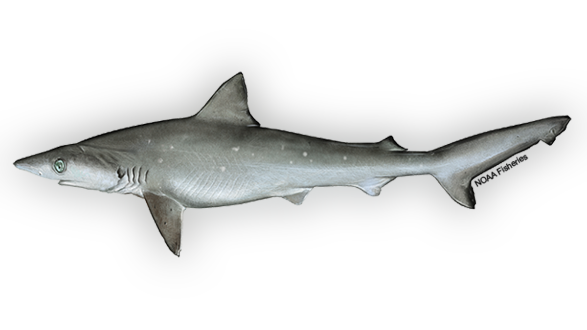 Sharpnose shark