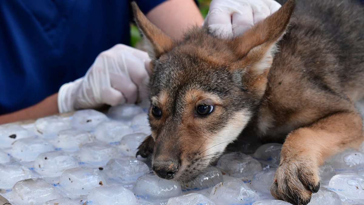 A red wolf pup getting a checkup.