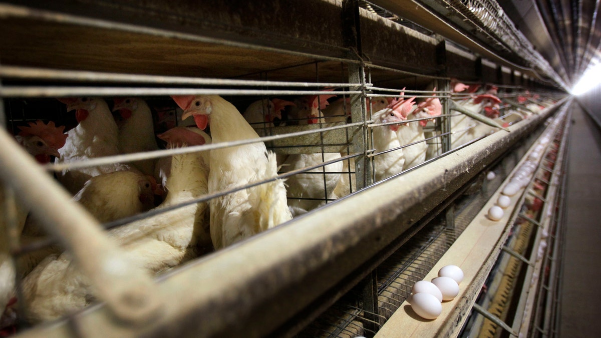 Chickens stand in their cages at a farm next to eggs traveling down a conveyer belt.