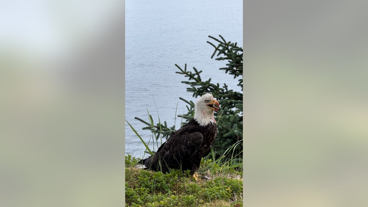 Alaska eagles attack