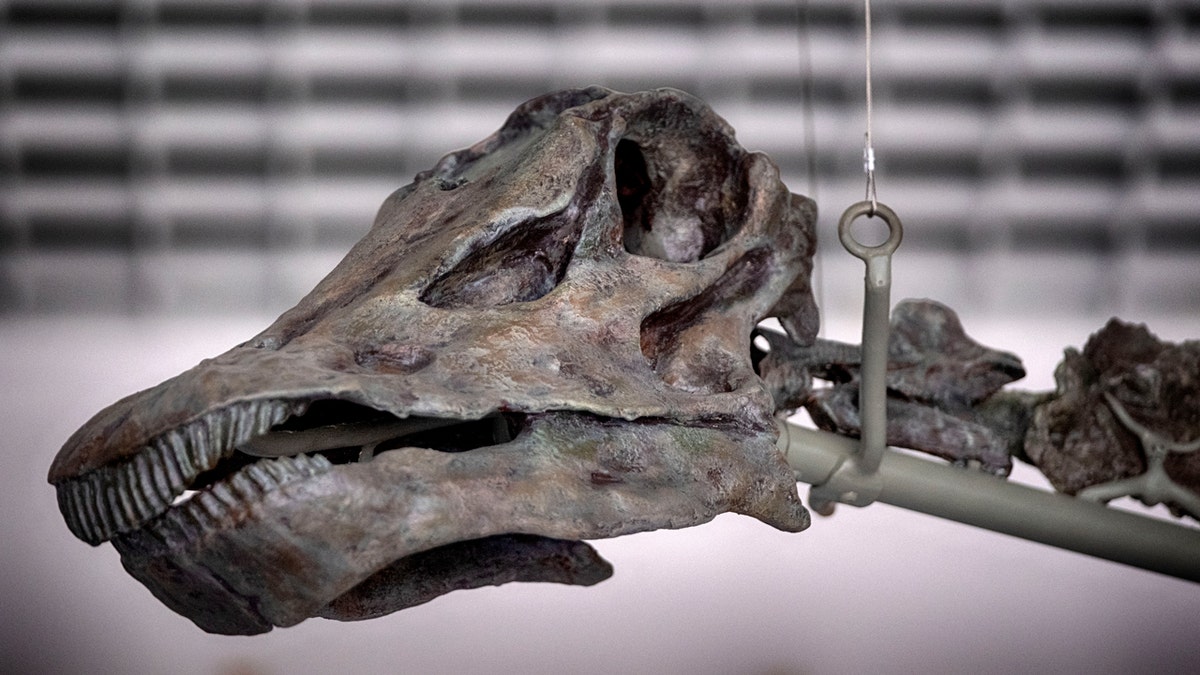 The skull of a dinosaur is displayed at the Natural History Museum's new welcome center currently under construction on July 2, 2024 in Los Angeles.