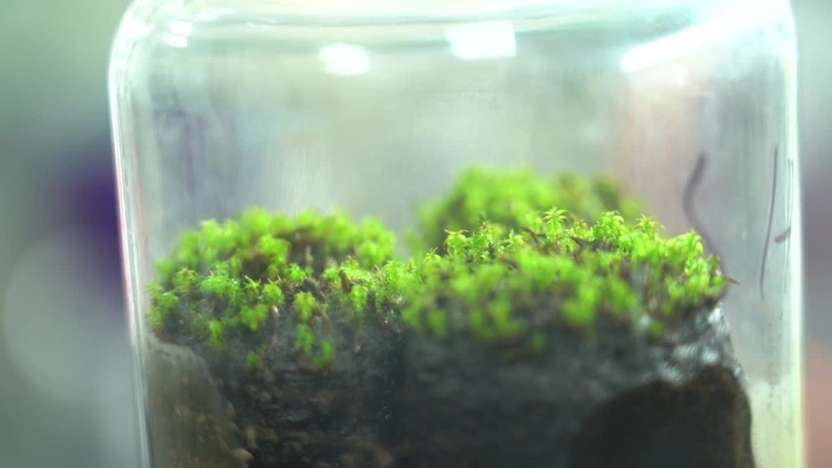 A resilient desert moss is seen inside a jar.