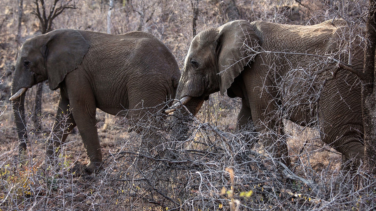 Elefantes vagando por Sudáfrica