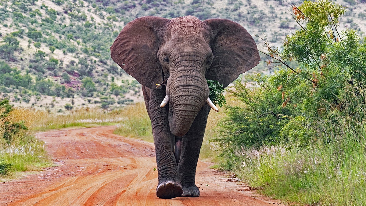 Elefante de Sudáfrica