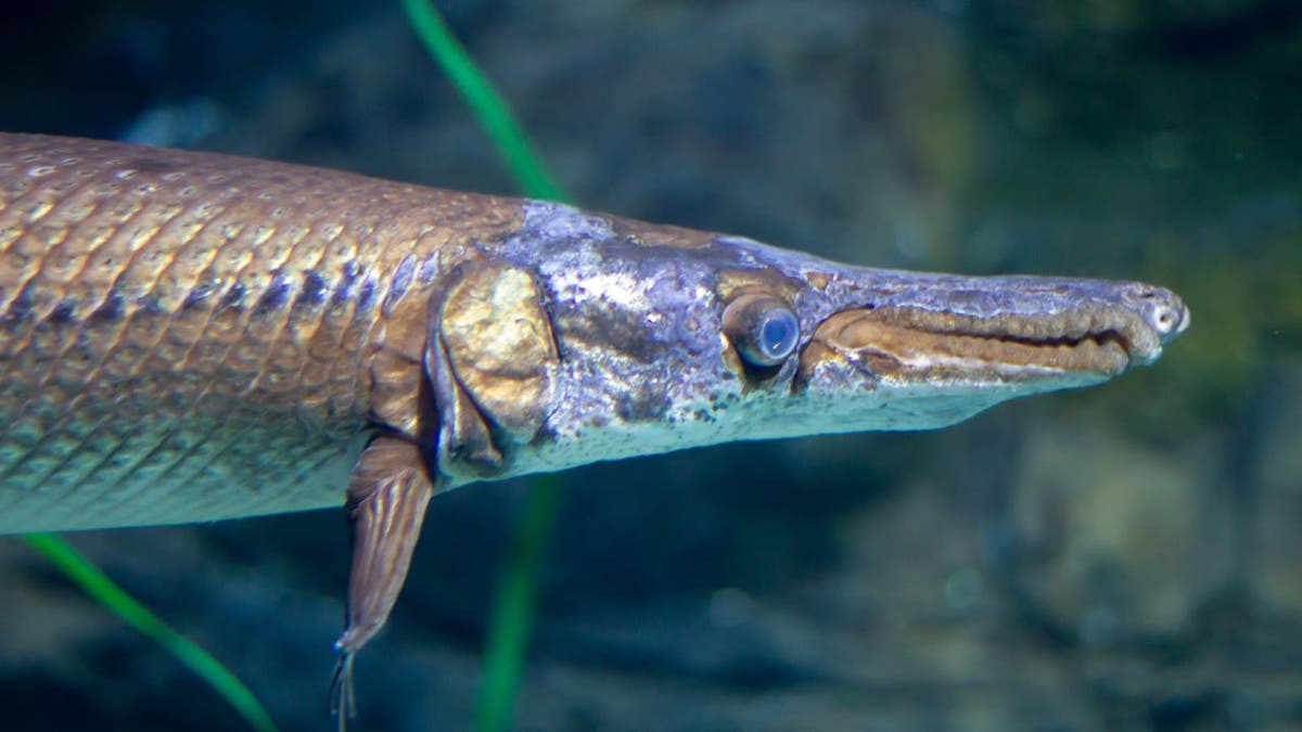 Foto de archivo de pez lagarto de hocico largo