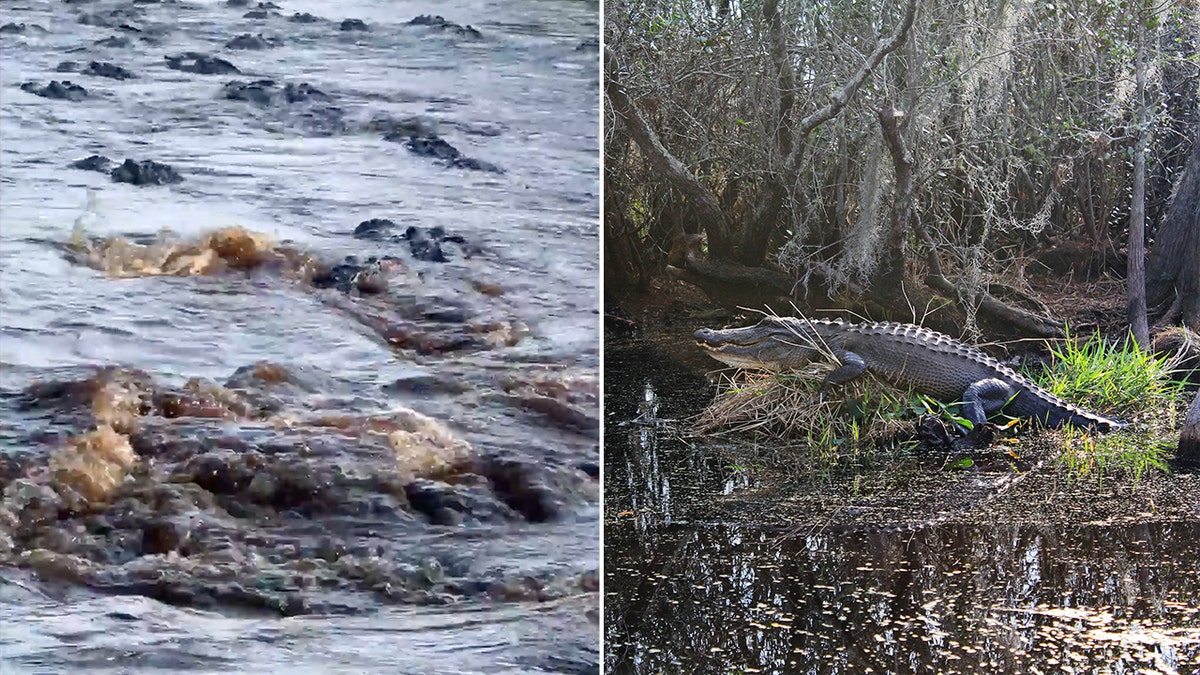 Alligators in a canal in the Okefenokee Swamp are seen on top of each other. The Okefenokee Swamp is home to a large number of American alligators, like the one seen on the right.