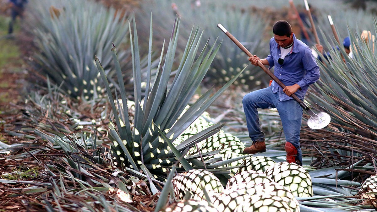 A person cutting agave leaves.