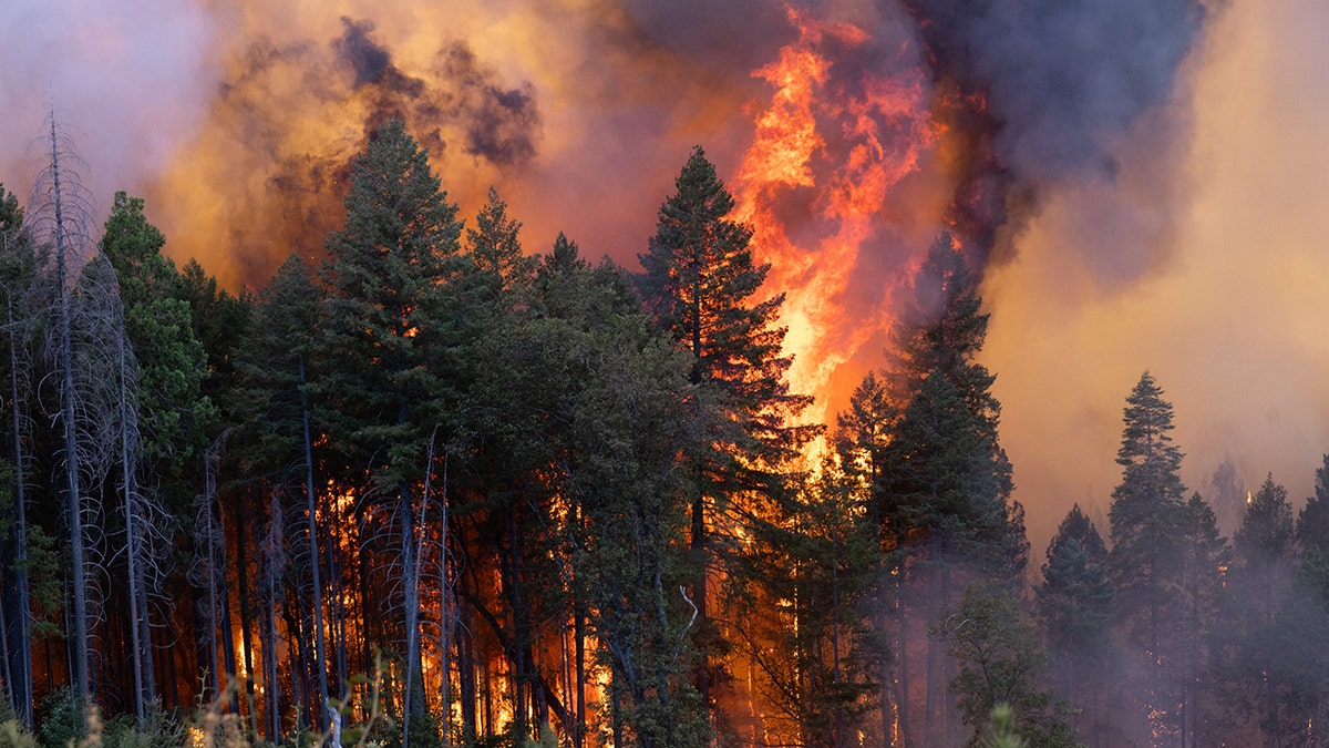 trees burn during california wildfire