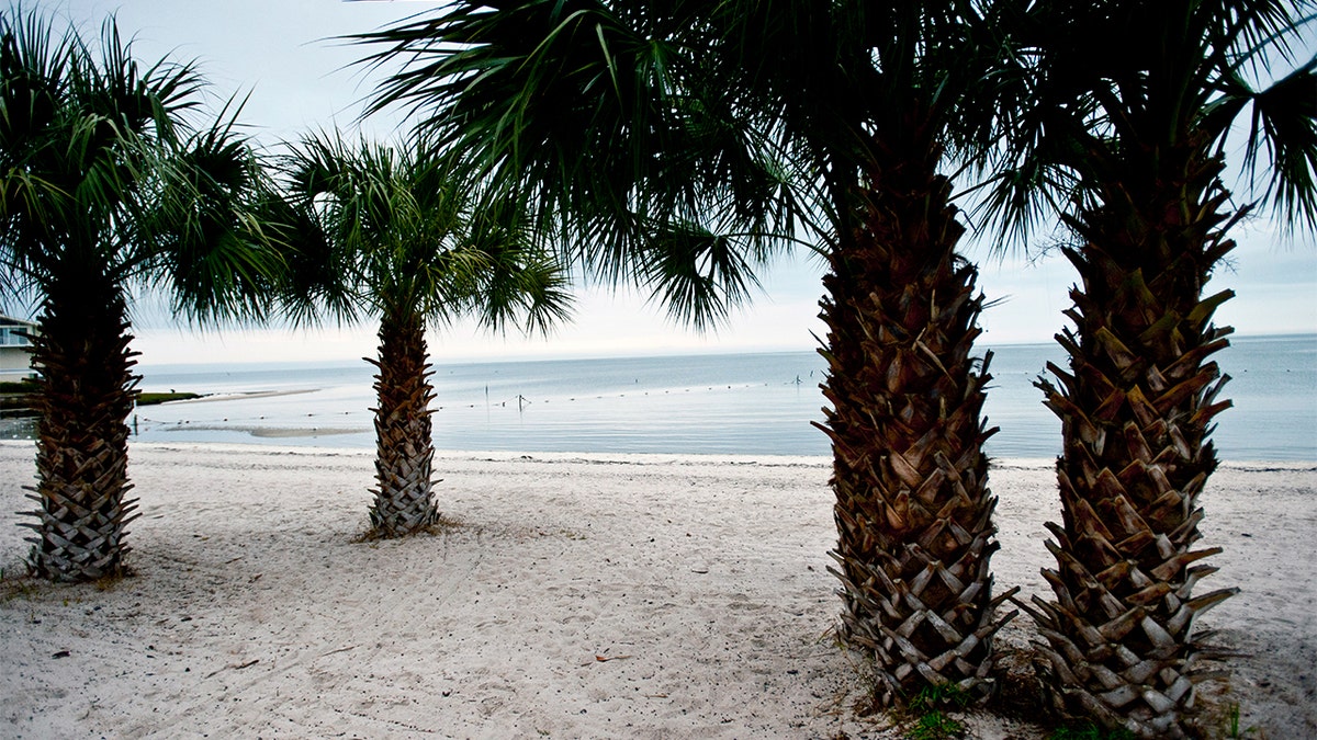 Palm trees on the beach of Cedar Key, one of the Florida Keys