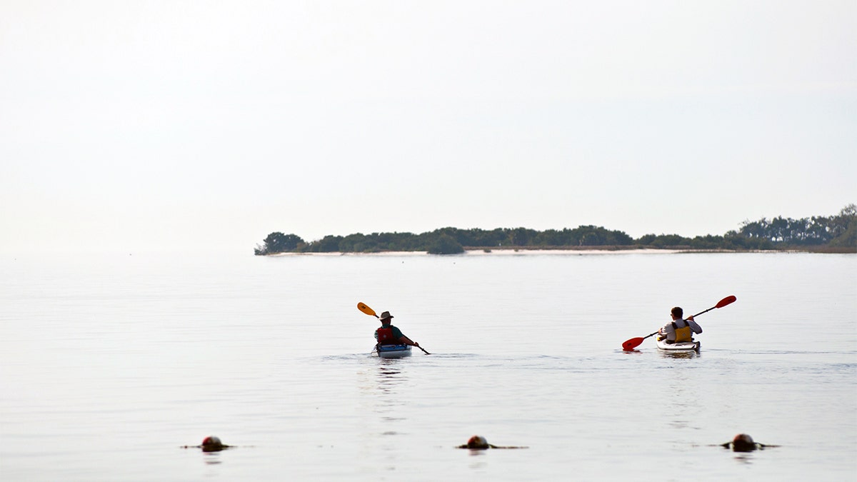 Two kayakers in the water off of Cedar Key, Florida