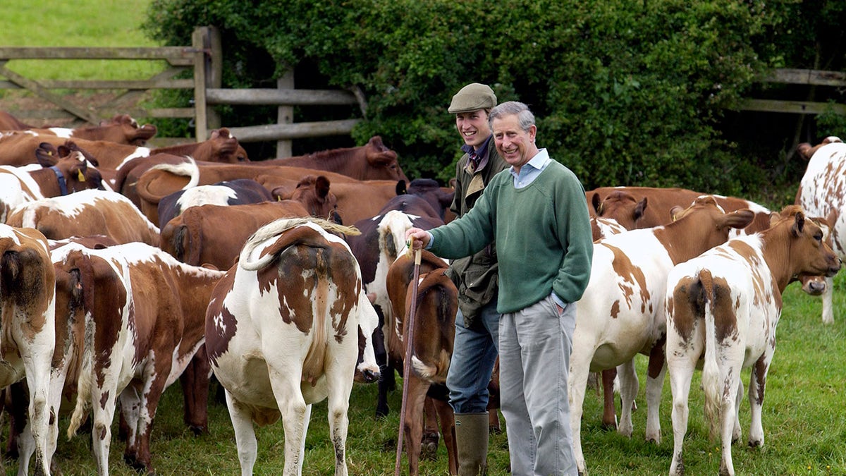 King Charles and Prince William walking together in a field surrounded by cows.