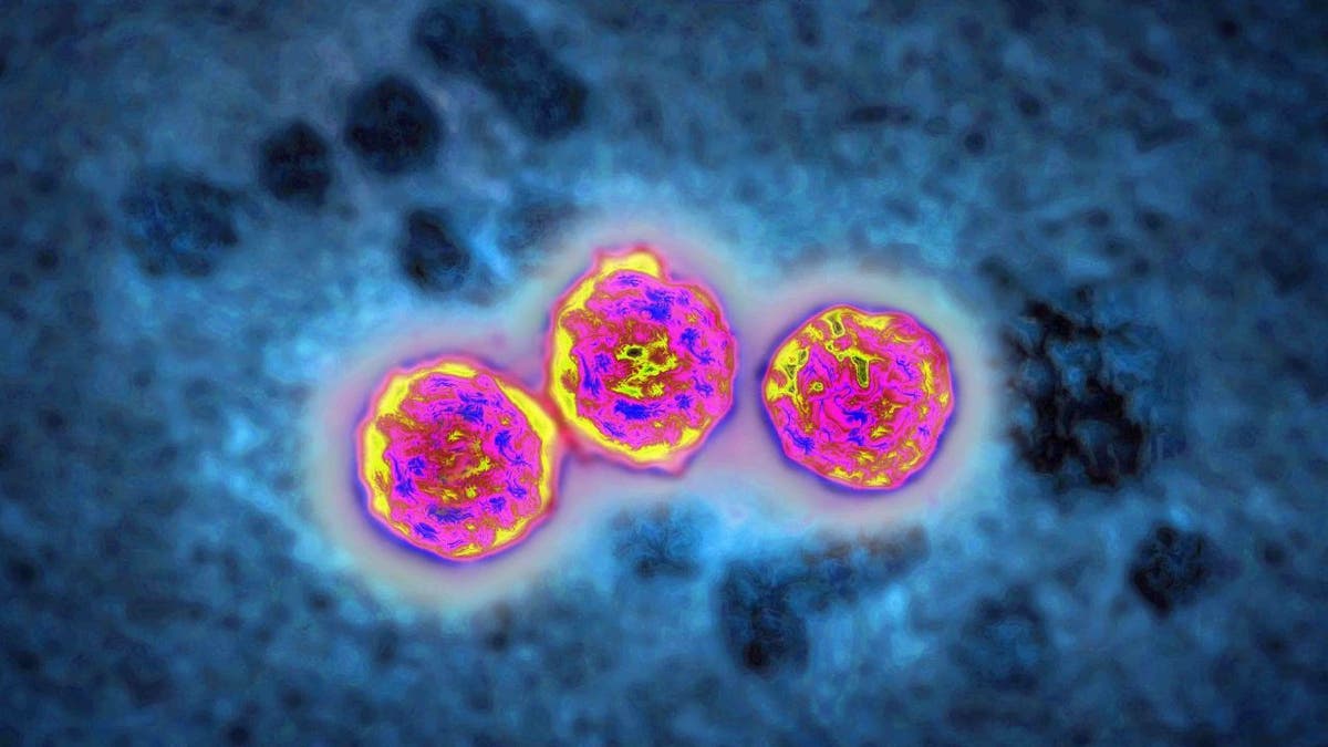 Hepatitis B virus under a microscope