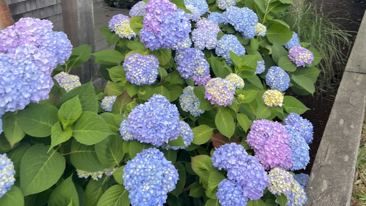 A garden communicator told Fox News Digital that they had to make sure the estimated size of the hydrangeas matched the location by observing them properly.