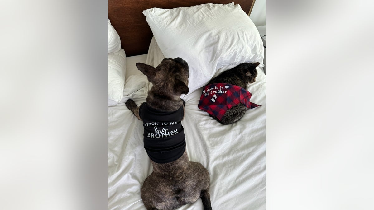 Kat Timpf's family pets prepare to welcome a baby