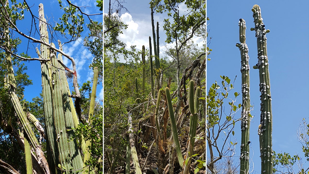 The Key Largo cactus tree, seen here through the years since its discovery in 1992, is no longer present in the U.S., according to a field biologist.
