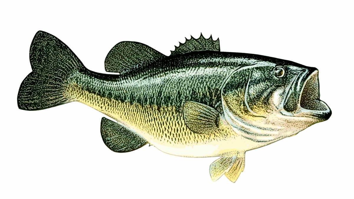 This illustration on a white background shows the largemouth bass.