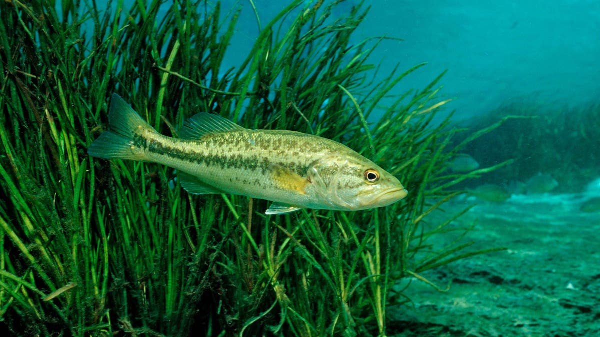 A largemouth bass is seen in a Florida waterway.