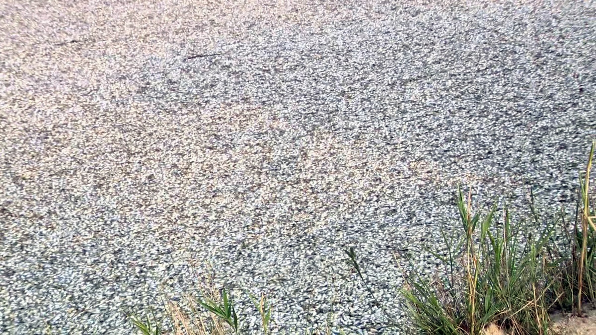 Dead fish colliding together on the surface of the lagoon