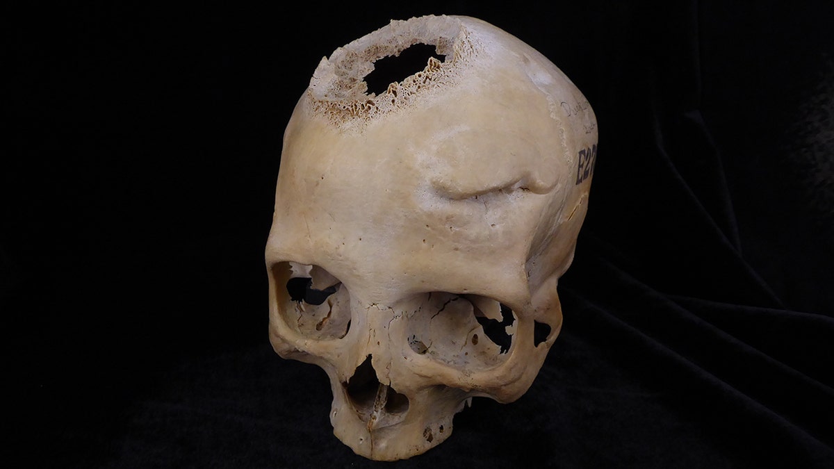 A picture of skull E270.