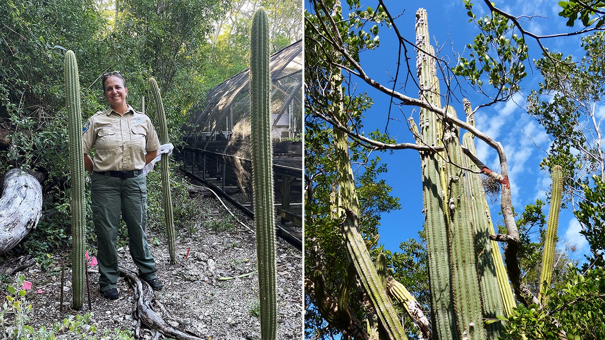 A park ranger stands next to some Key Largo tree cacti, which could grow to be two stories tall.
