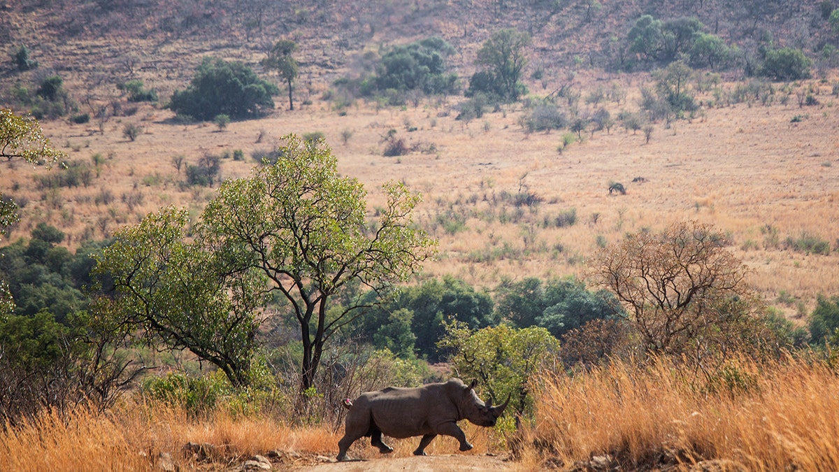 Rinoceronte en Sudáfrica