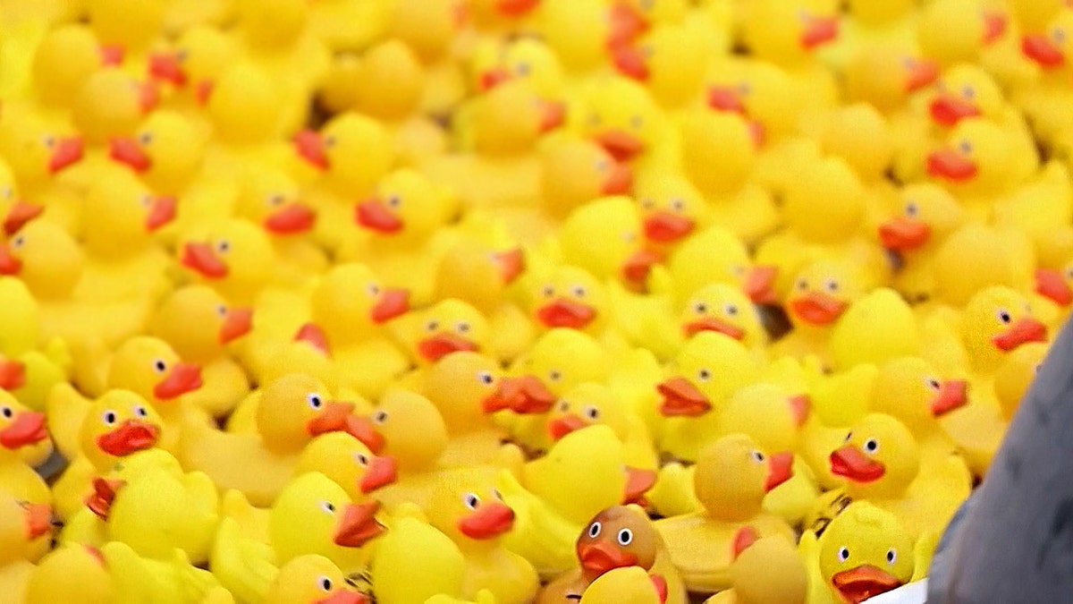 Se ve una gran cantidad de patitos de goma flotando en un canal de Londres.