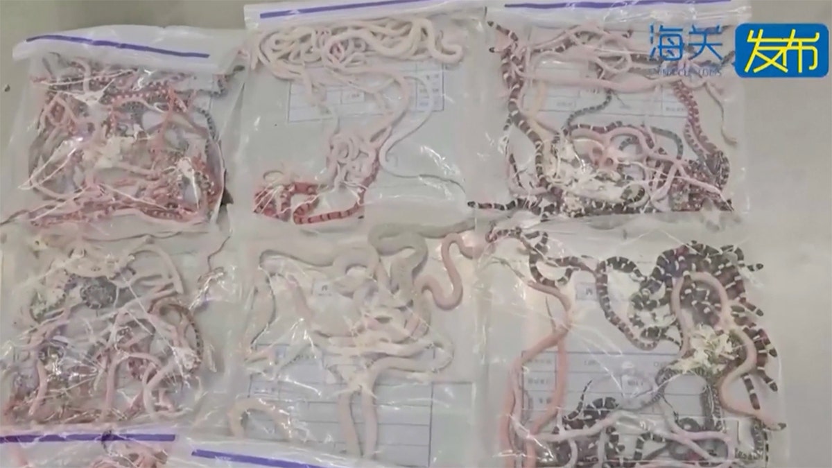Six bags of live snakes confiscated by Chinese customs agents