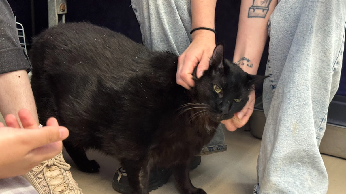 fat cat for adoption in Texas