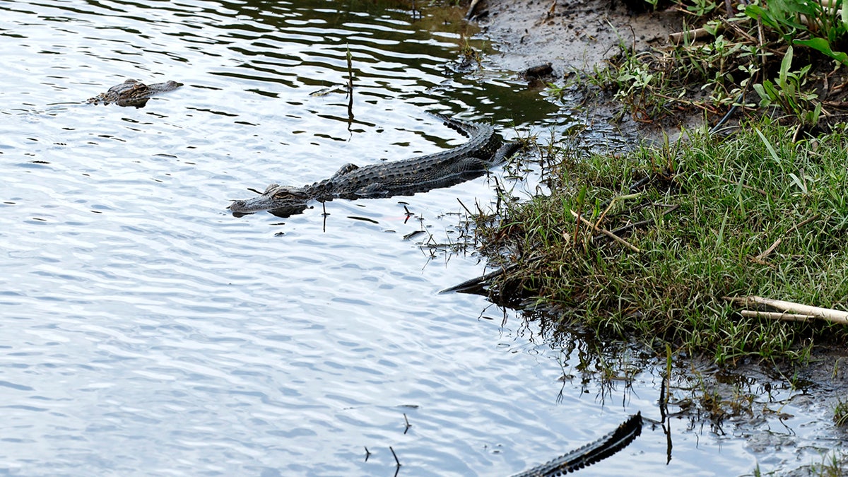 Alligators in New Orleans