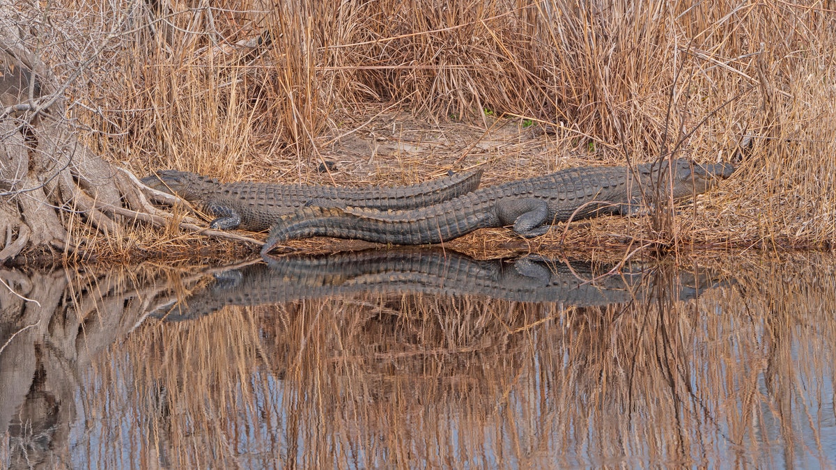 Alligators are seen basking along the Suwannee River at Stephen C. Foster State Park in the Okefenokee Swamp in Georgia.