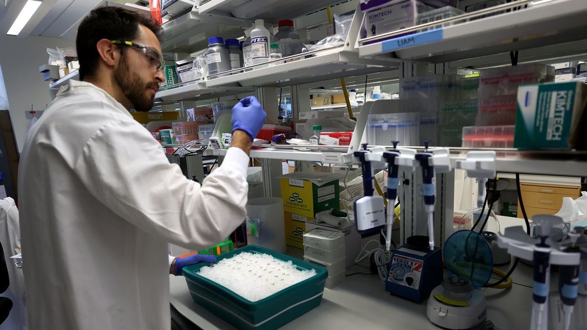 A doctor wearing a white lab coat and blue rubber gloves is standing over a tray in the laboratory.